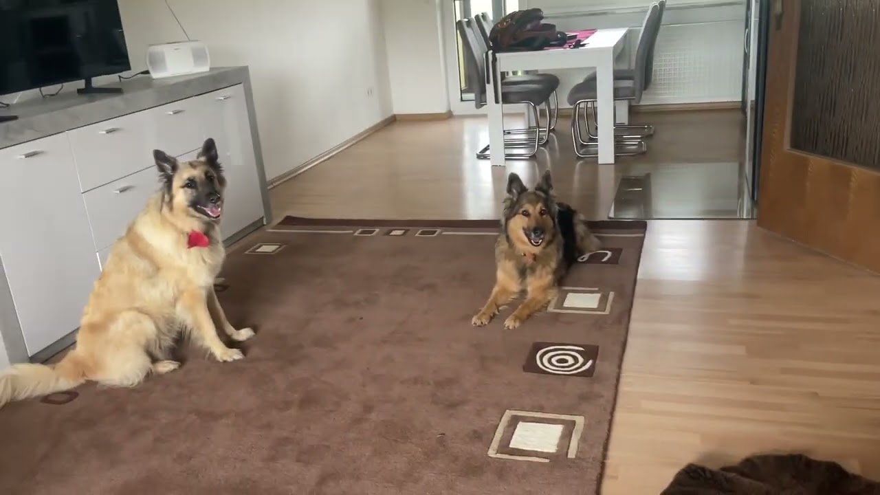 Ferienwohnung-Liegeplatz – so findet dein Hund Ruhe