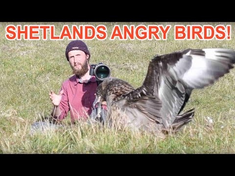 Wildlife Exposed Shetland Diaries: Great Skuas of Hermaness