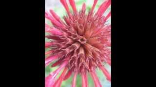 Deva Premal - Mantra Teyata