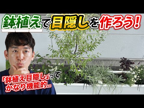 olivier en pot buis taillés jardinières hautes modernes toit-terrasse