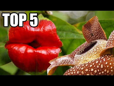 , title : 'TOP 5 - Neuvěřitelných rostlin'