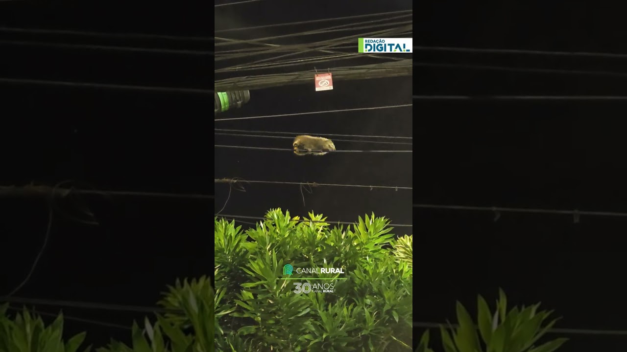 Ouriço é flagrado caminhando  em fio elétrico no RJ
