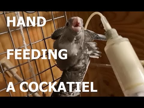 a cockatiel parazitakezelése)