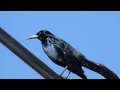 Boat-tailed Grackle male with pale iris at Venice Marina