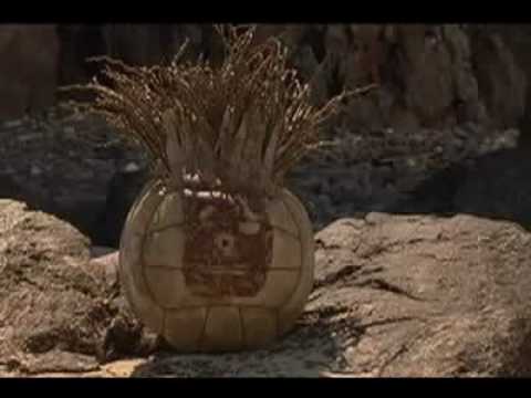 Bubba e Gump Verze 2