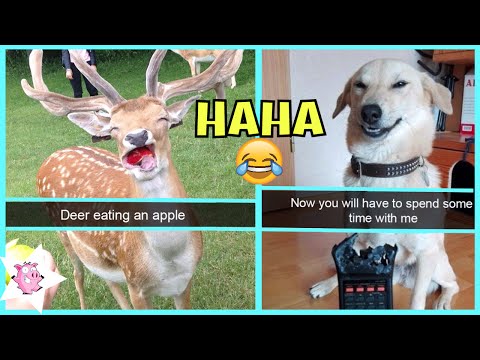 The Funniest Animal Snapchats Ever Video