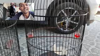 Download lagu sogon banyulangit man accuse mp3 Download lagu sogon banyulangit man accuse mp3