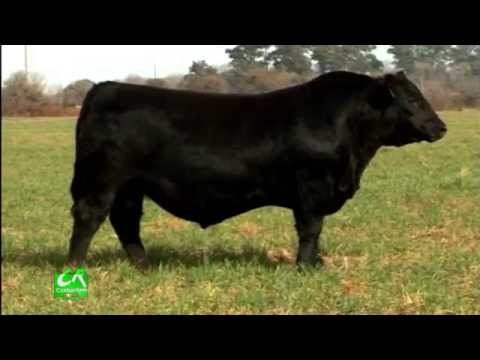 CUSTOMS No. 449 - Mauricio Groppo Block 1