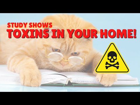 Household Items That Are Toxic To Cats | Two Crazy Cat Ladies