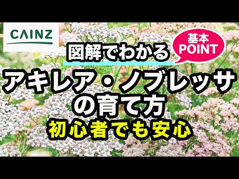 園芸 ノコギリソウ