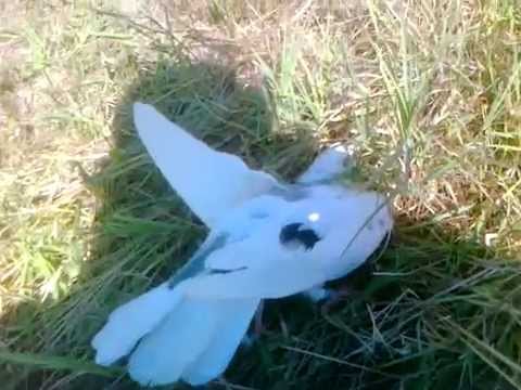 Dynekat e Kosoves Parka e Belit Gjilan