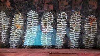 Honey Bee Warre Hive Update #1 2018