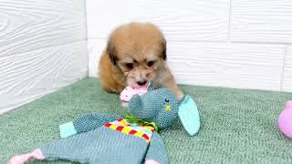 ハーフ犬の動画01