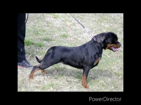 Lucia  Falcon Forest