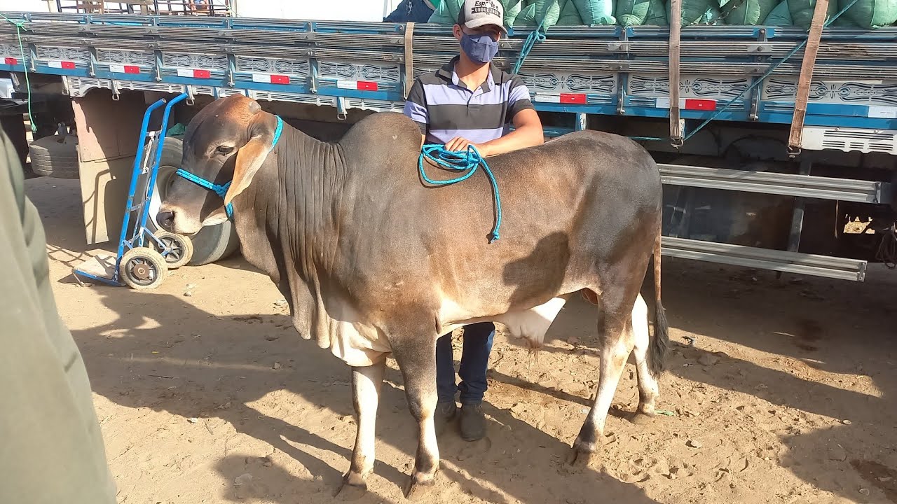 BEZERROS DE $800 NA FEIRA DO GADO EM CAMPINA GRANDE-PB 27/11/2024