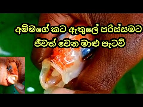 BABY FISH HIDE INSIDE MOTHER'S MOUTH|අම්මගේ කට ඇතුලේ පරිස්සමට ජීවත් වෙන මාළු පැටව්|AMAZING FISH LIFE