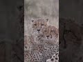 THIS IS SPECIAL Cheetah Family Huddle Together Safari Wildlife Cheetah Gamedrive