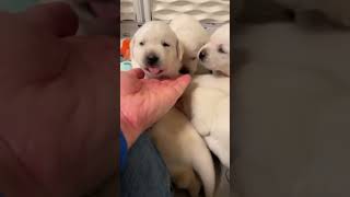 Video preview image #1 Labrador Retriever Puppy For Sale in GLENDALE, CA, USA