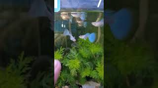 PART 6. PAGLILINIS NG AQUARIUM / BAKIT KAILANGAN MAGLAGAY NG SUBSTRATE