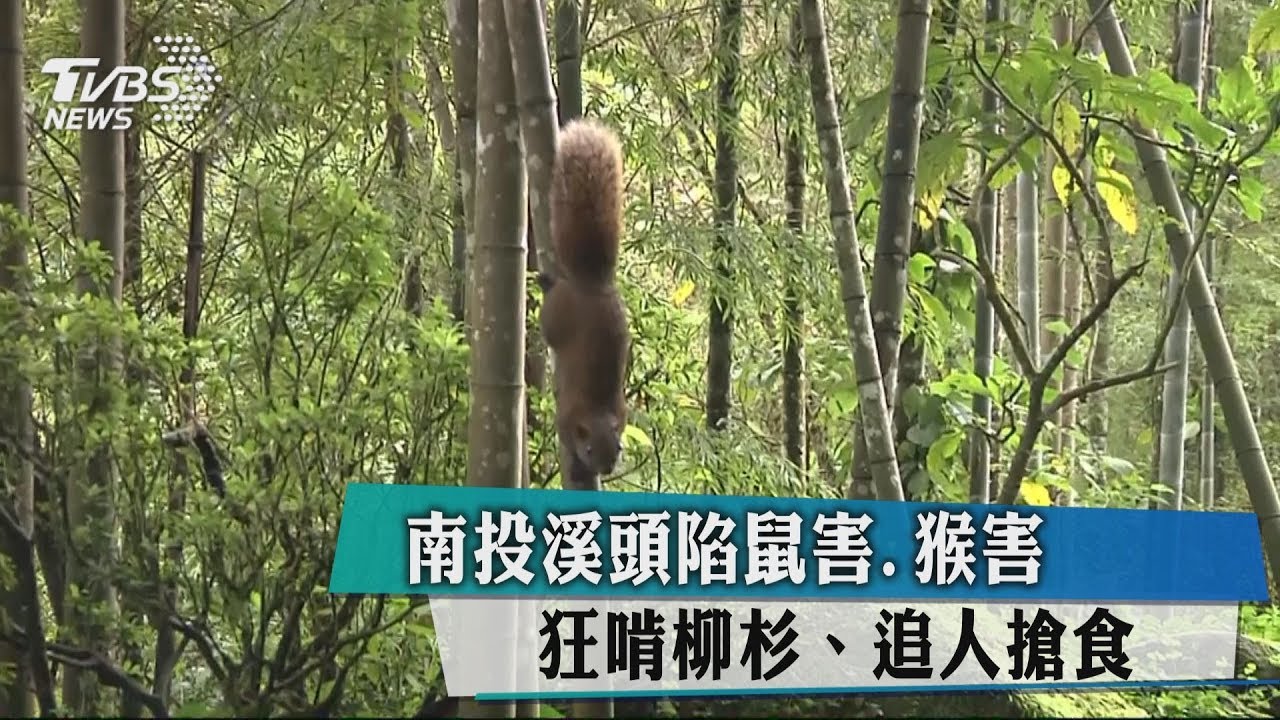 南投溪頭陷鼠害、猴害 狂啃柳杉、追人搶食