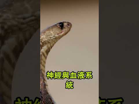 台灣最危險10種毒蛇！😱🐍百步蛇才排第6，龜殼花排第3，第1名劇毒超砒霜50倍，每年千人遇害！#台灣 #最強毒蛇 #台灣六大毒蛇 #鎖鏈蛇 #龜殼花 #百步蛇 #野外求生 #科普 #腦洞大開