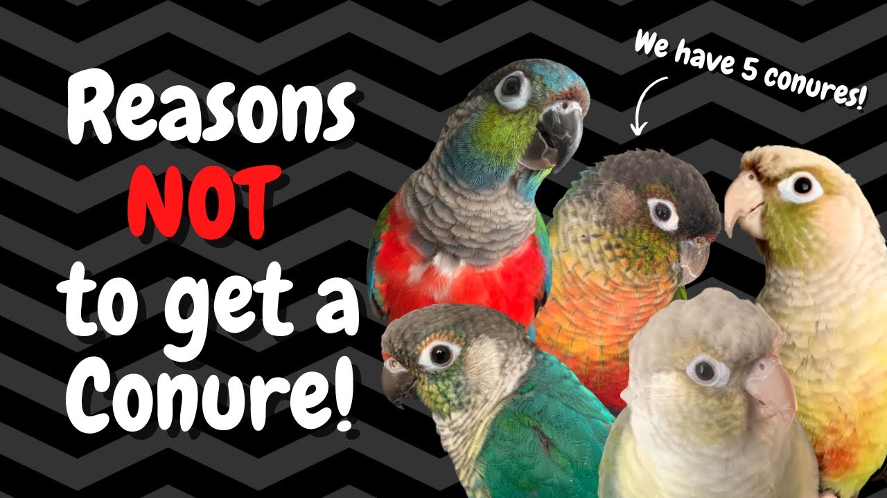 Are conures high maintenance?