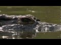 Nile Crocodile Walking To Land HD 720p