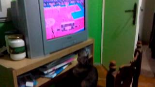 preview picture of video 'Cat watches a bassketball Partizan - Cibona'
