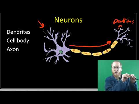 AP Bio: The Nervous System - Part 1
