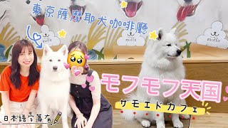 東京vlog｜ 東京薩摩耶犬動物咖啡廳｜モフモフ天国　台湾人初めてのサモエドカフェ