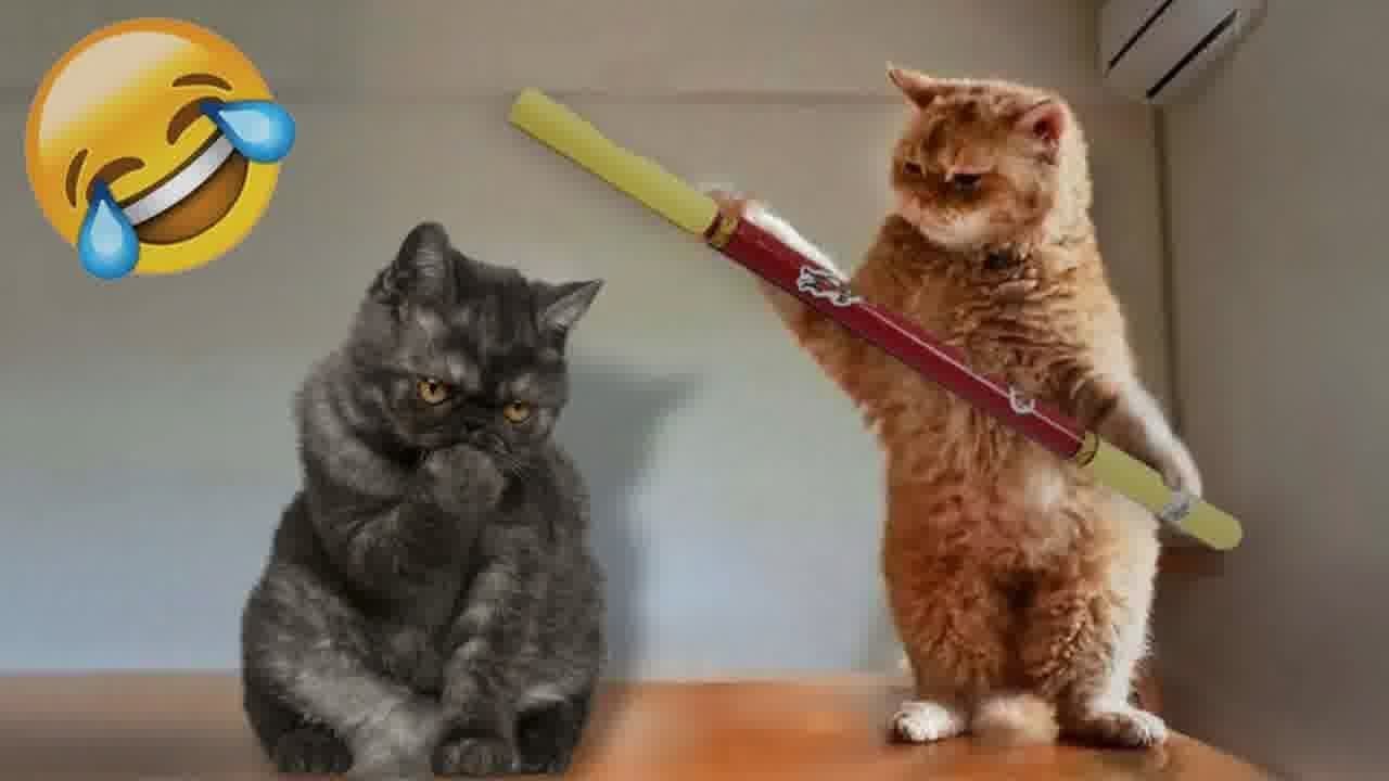 THE FUNNIEST PET VİDEOS OF THE YEAR! 🤣 | BEST COMPİLATİONS😻🐶PART 4