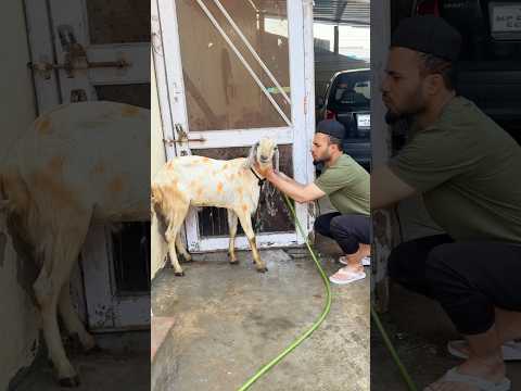 Bakre ko nehla diya 😍 Eid Mubarak #bakra #eidmubarak #qurbani #trending #shorts