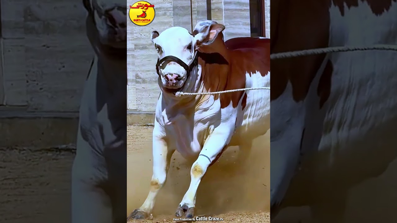 PRADA BACHRA SURTI CATTLE FARM