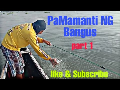 PaMamanti NG Bangus sa Talim island