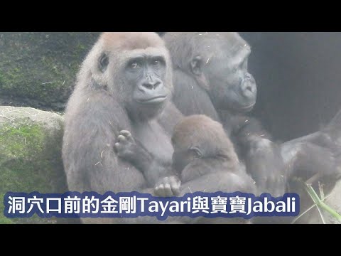 洞穴口前的金剛Tayari與寶寶Jabali-Gorilla Tayari and baby Jabali in front of the cave entrance