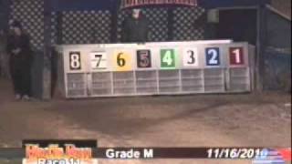 LK's Contender (# 6) Bluffs Run Grade M 1st Lifetime Start 11.16.10.wmv