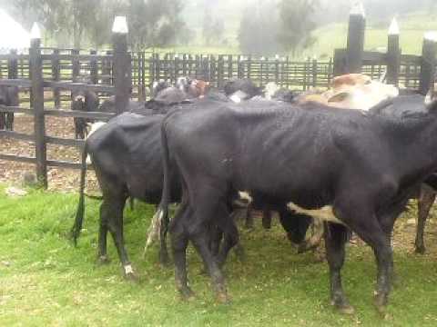 lote de receptoras para escoger