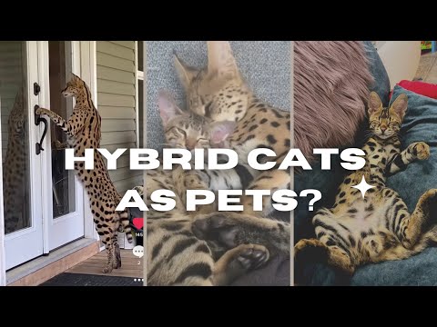 Savannah Cat : The largest Hybrid cat breed in the world.