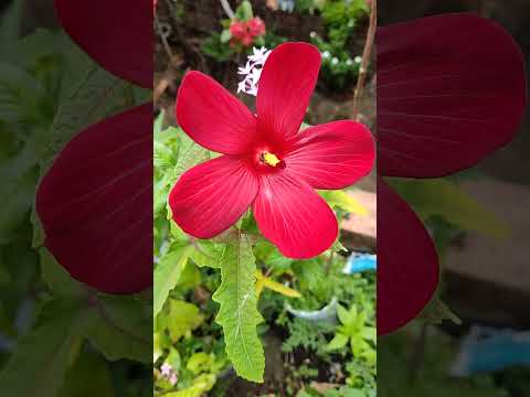 ジャコウアオイ 植物