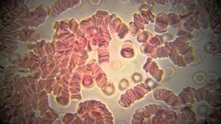 Dudu The Son - Easy to Say (SUBTITULADO)