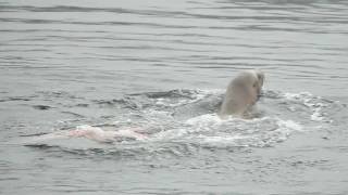 preview picture of video 'Sea Lion versus Octopus'