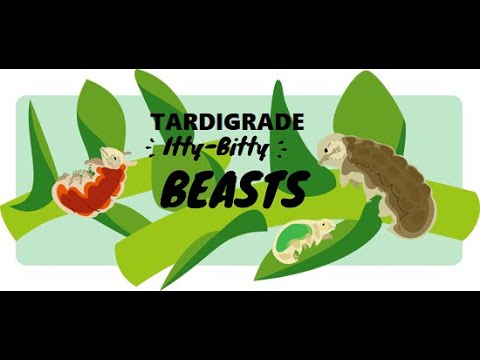 Tardigrade: Meet the tardigrade, the toughest animal on Earth