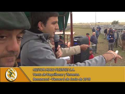 08-06-18 Venta de Hembras - Nestor Hugo Fuentes S.A. - Bernasconi.