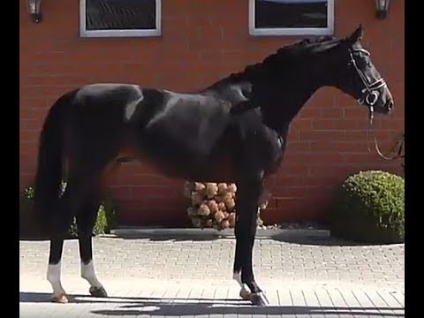 2017 Hanoverian stallion by FINNIGAN (Floriscount - Don Schufro - Rubinstein)