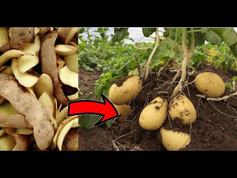 , title : '[ENG] Growing potatoes from peelings. How to grow potatoes from kitchen scraps. Hard times Preppers'