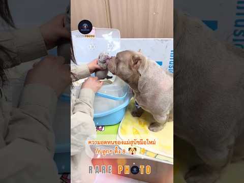 ซึ้งกินใจ! ความอดทนของแม่สุนัขมือใหม่กับลูกๆ ทั้ง 8 🐶✨