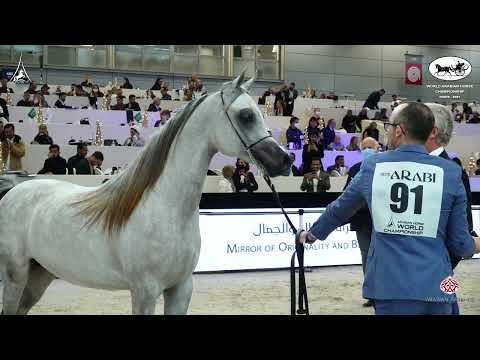 N 91 AL DUHAIL AL SHAQAB   World Arabian Horse Championship 2021   PARIS   Yearling Colts Class 4B