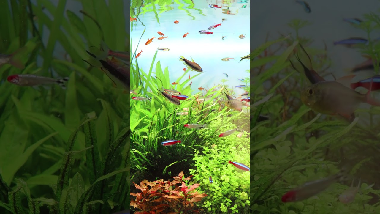 高画質(4K)で楽しむ水草水槽・熱帯魚水槽