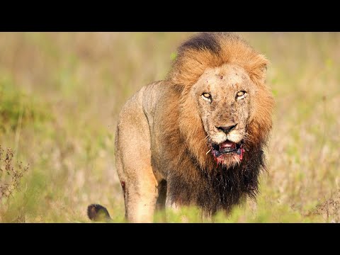 Serious Confrontation Between 3 Gomondwane and 2 Shishangeni Male Lions