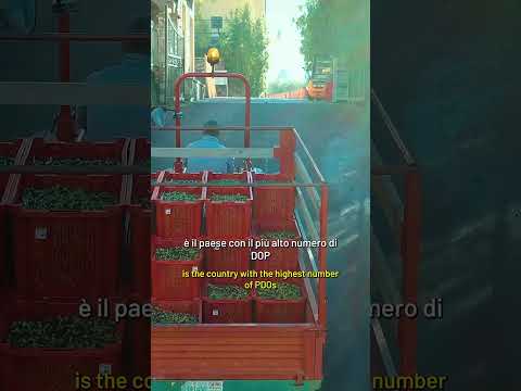 Liguria: tra il verde e il mare nasce un olio speciale - Champions of #MadeInItaly con Bijlow EP.4